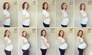Когда начинает расти живот при беременности